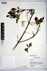 Fraxinus velutina image