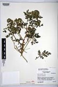 Phacelia cryptantha image