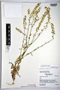 Thysanocarpus curvipes subsp. eradiatus image