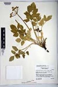 Tauschia arguta image