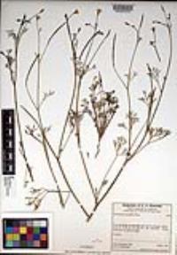 Eschscholzia minutiflora image