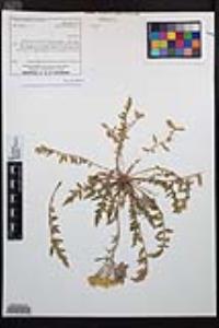 Chylismia claviformis var. peirsonii image