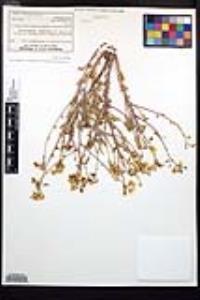 Chylismia claviformis var. lancifolia image