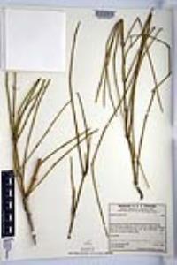 Ephedra trifurca image