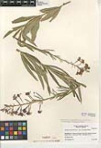 Chamaenerion angustifolium subsp. circumvagum image