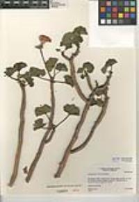 Pelargonium x hortorum image