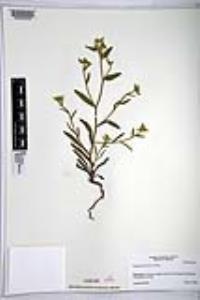 Simpsonanthus jonesii image