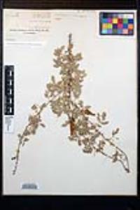 Senegalia greggii image