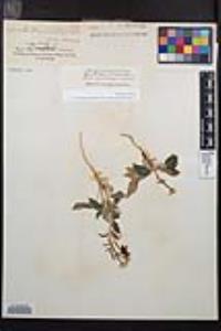 Chylismia claviformis image