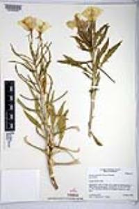 Oenothera deltoides subsp. deltoides image