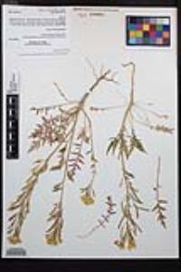 Chylismia claviformis image