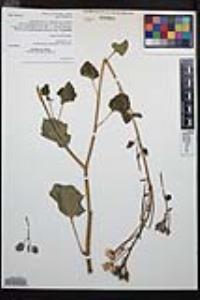 Chylismia cardiophylla subsp. cardiophylla image