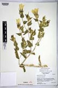 Mentzelia involucrata image