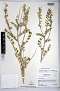 Astragalus lentiginosus image