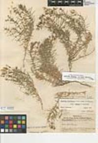 Leptosiphon floribundum subsp. hallii image