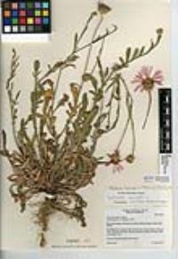 Volutaria muricata image