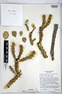 Cylindropuntia whipplei image