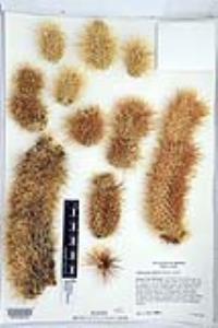Cylindropuntia bigelovii image