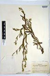 Amsinckia intermedia image