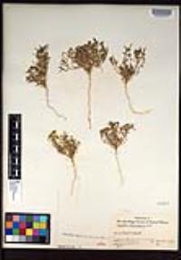 Lepidium lasiocarpum image