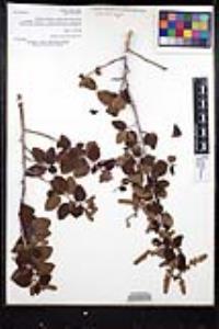 Ceanothus leucodermis image