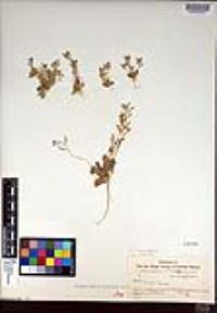 Draba cuneifolia image