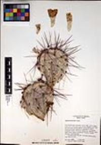 Opuntia phaeacantha image