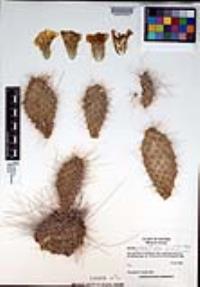 Opuntia polyacantha image