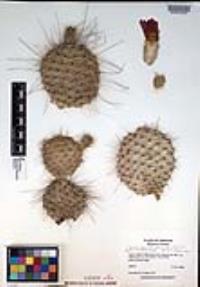 Opuntia polyacantha var. erinacea image