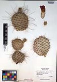 Opuntia polyacantha image