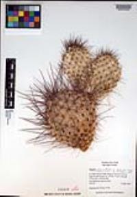 Opuntia polyacantha var. hystricina image