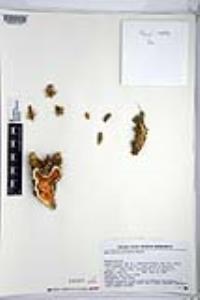 Micropuntia pulchella image