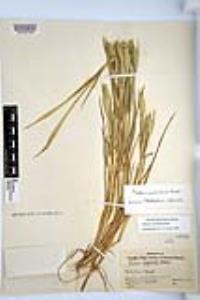 Phalaris caroliniana image