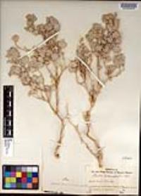 Atriplex hymenelytra image