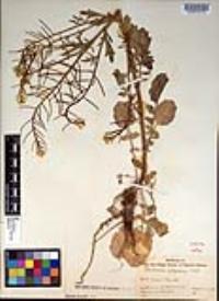 Barbarea orthoceras image