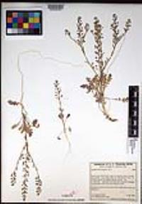 Lepidium lasiocarpum image