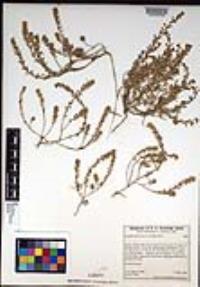 Lepidium acutidens image