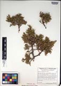 Juniperus osteosperma image