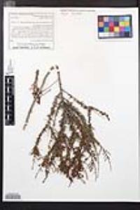Adenostoma fasciculatum image