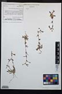 Camissoniopsis hirtella image