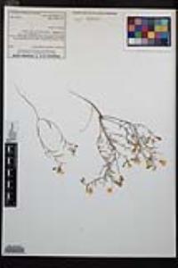 Camissonia campestris image