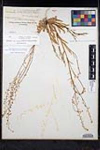 Thysanocarpus curvipes image
