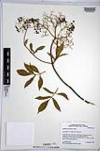 Sambucus cerulea image