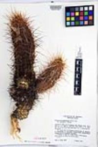 Echinocereus engelmannii image