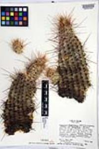 Echinocereus engelmannii image