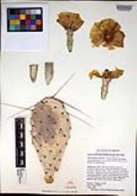 Opuntia phaeacantha image