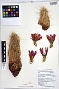 Echinocereus fasciculatus image