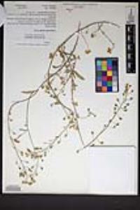 Physaria tenella image