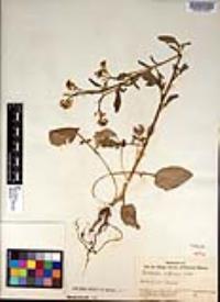 Barbarea orthoceras image