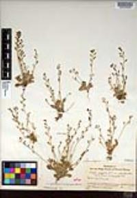 Draba cuneifolia image